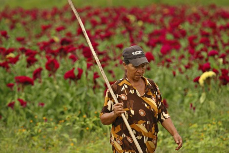 Productores de flores del municipio de Medellín, sólo pudieron sembrar este año la especie conocida como Moco de Pavo.  Los campesinos aseguran que es difícil conseguir semilla de Cempasúchil por el elevado precio al que se oferta en el mercado.
