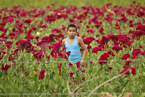 Productores de flores del municipio de Medellín, sólo pudieron sembrar este año la especie conocida como Moco de Pavo.  Los campesinos aseguran que es difícil conseguir semilla de Cempasúchil por el elevado precio al que se oferta en el mercado.
