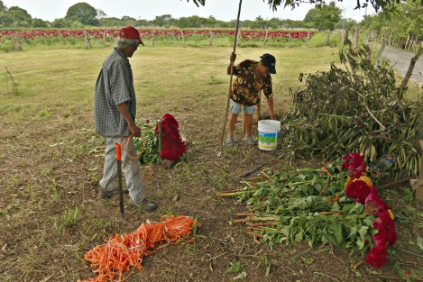 Productores de flores del municipio de Medellín, sólo pudieron sembrar este año la especie conocida como Moco de Pavo.  Los campesinos aseguran que es difícil conseguir semilla de Cempasúchil por el elevado precio al que se oferta en el mercado.
