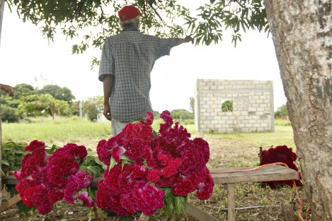 Productores de flores del municipio de Medellín, sólo pudieron sembrar este año la especie conocida como Moco de Pavo.  Los campesinos aseguran que es difícil conseguir semilla de Cempasúchil por el elevado precio al que se oferta en el mercado.
