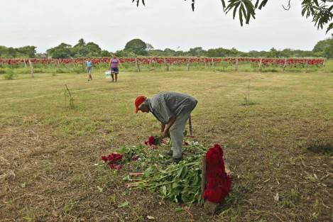 Productores de flores del municipio de Medellín, sólo pudieron sembrar este año la especie conocida como Moco de Pavo.  Los campesinos aseguran que es difícil conseguir semilla de Cempasúchil por el elevado precio al que se oferta en el mercado.
