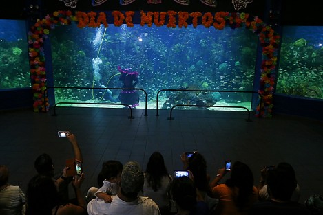 Como parte de la celebración del Día de Muertos, el Acuario de Veracruz presenta el Show de la Catrina Acuática en la pecera arrecifal.  