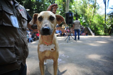 Durante el Festival de origen Nepalí denominado Kukur Tihar 2017, celebrado en el parque Los Tecajetes, fueron presentados en una pasarela de adopción: Gringo, Pelusa, Lele, Socio y Lacho, quienes se encuentran bajo custodia del centro veterinario municipal.