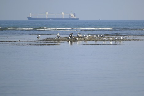 Bañistas disfrutan del fenónemo de Marea Baja provocado por la actividad lunar. Los asistentes a la playa pueden caminar y explorar sitios que en días comunes son de difícil acceso.