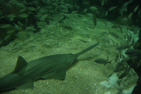 El ejemplar de pez sierra que permaneció en observación más de una año en el Acuario de Veracruz, fue colocado en la Pecera Arrecifal para que conviva con otras especies.