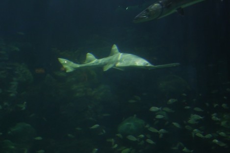 El ejemplar de pez sierra que permaneció en observación más de una año en el Acuario de Veracruz, fue colocado en la Pecera Arrecifal para que conviva con otras especies.