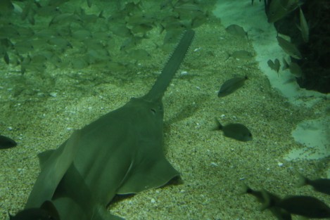 El ejemplar de pez sierra que permaneció en observación más de una año en el Acuario de Veracruz, fue colocado en la Pecera Arrecifal para que conviva con otras especies.