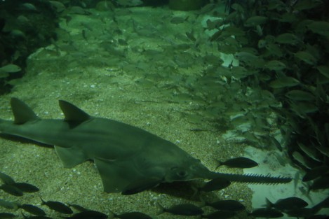 El ejemplar de pez sierra que permaneció en observación más de una año en el Acuario de Veracruz, fue colocado en la Pecera Arrecifal para que conviva con otras especies.