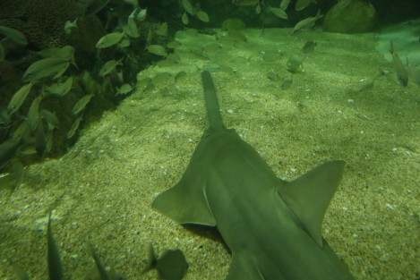 El ejemplar de pez sierra que permaneció en observación más de una año en el Acuario de Veracruz, fue colocado en la Pecera Arrecifal para que conviva con otras especies.