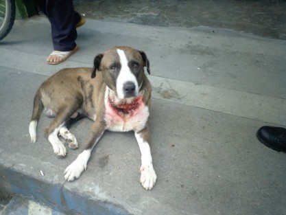 No existe cultura canina, ni respeto a cualquier animal debido a que muchas de las veces son maltratados, abandonados o sacrificados.
