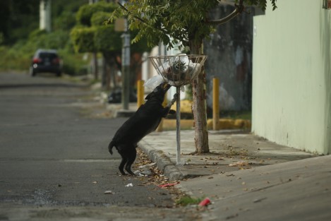 Algunas colonias y fraccionamientos de Boca del Río, como La Tampiquera y Estatuto Jurídico, se encuentran llenas de basura. Los camiones recolectores no han levantado los desechos y esto atrae a perros hambrientos y fauna nociva.