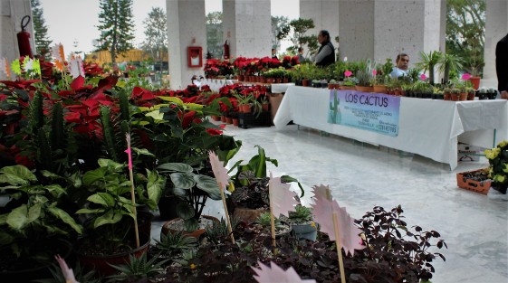 En el Palacio Legisllativo, floricultores ofrecen las plantas de la temporada. A ver si los diputados mínimo les hacen el gasto con algunas para obsequiar a sus asesores... no todo son pasteles y chocolates. 