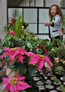 En el Palacio Legisllativo, floricultores ofrecen las plantas de la temporada. A ver si los diputados mínimo les hacen el gasto con algunas para obsequiar a sus asesores... no todo son pasteles y chocolates. 