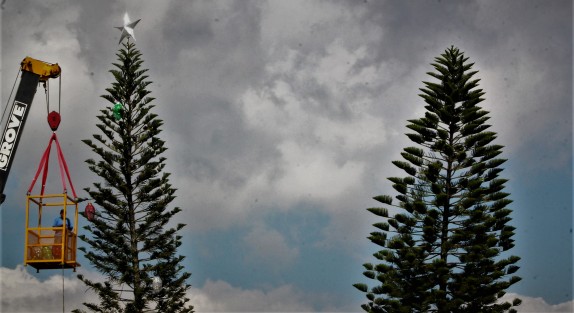 Son adornadas con motivos navdeños las araucarias de los jardines del Palacio Legislativo. 