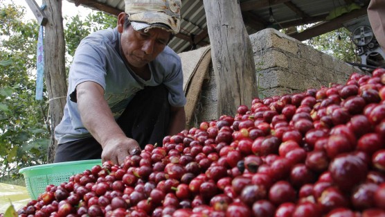 Cafeticultores reclaman mejoras para el sector y que la SAGARPA destrabe los recursos que tienen destinados para el sector.