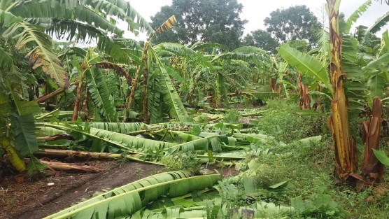 Cerca de cinco mil hectáreas de plátano distribuidas en los municipios de Tlapacoyan, Altotonga, Atzalan y Jalacingo en peligro por bajas temperaturas.
