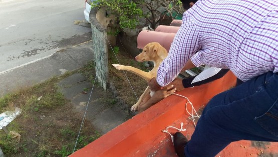 Un grupo de perros fueron rescatados de un domicilio en el fraccionamiento Geo Villas del Puerto de Veracruz, luego de asesinar y comer parte de otro canino con el que compartieron un encierro de 8 meses sin comida. La fiscalía especializada para la protección del medio ambiente y los animales no acudió al llamado de auxilio.  