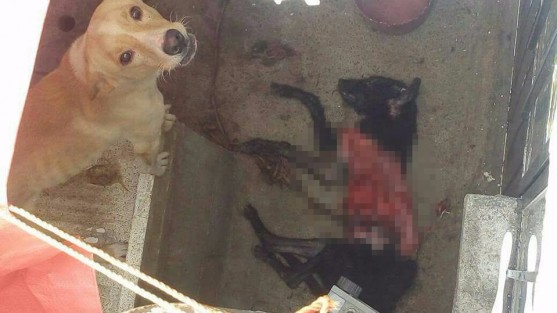Un grupo de perros fueron rescatados de un domicilio en el fraccionamiento Geo Villas del Puerto de Veracruz, luego de asesinar y comer parte de otro canino con el que compartieron un encierro de 8 meses sin comida. La fiscalía especializada para la protección del medio ambiente y los animales no acudió al llamado de auxilio.  