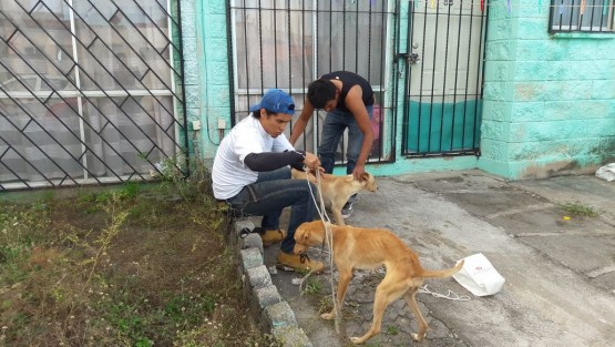 Un grupo de perros fueron rescatados de un domicilio en el fraccionamiento Geo Villas del Puerto de Veracruz, luego de asesinar y comer parte de otro canino con el que compartieron un encierro de 8 meses sin comida. La fiscalía especializada para la protección del medio ambiente y los animales no acudió al llamado de auxilio.  