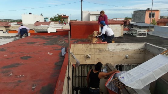 Un grupo de perros fueron rescatados de un domicilio en el fraccionamiento Geo Villas del Puerto de Veracruz, luego de asesinar y comer parte de otro canino con el que compartieron un encierro de 8 meses sin comida. La fiscalía especializada para la protección del medio ambiente y los animales no acudió al llamado de auxilio.  