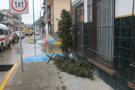 Arbolitos navideños comienzan a aflorar en las banquetas de la ciudad de Xalapa, por lo que es importante recordarle a la población que existen centros de acopio a donde pueden entregarlos para que sean transformados en composta. 