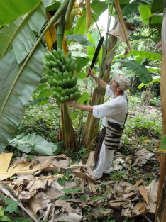 Sin afectaciones en la producción de plátano en Tlapacoyan y la región.
