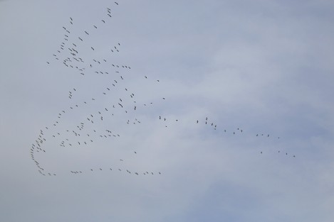 Aves migratorias atraviesan el territorio veracruzano. Una parvada de Albatros planea en el cielo en espera de una corriente de aire que los oriente hacía sudamérica.  