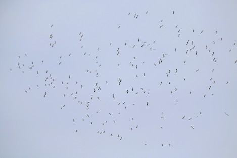 Cada vez es menor el número de aves que integran estos grupos de animales migratorios, a diferencia de otros animales que cada vez migran más seguido.