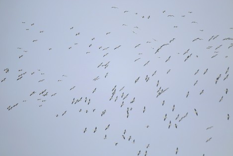 Aves migratorias atraviesan el territorio veracruzano. Una parvada de Albatros planea en el cielo en espera de una corriente de aire que los oriente hacía Sudamérica. Cada vez es menor el número de aves que integran estos grupos de animales migratorios, a diferencia de otros animales que cada vez migran más seguido.