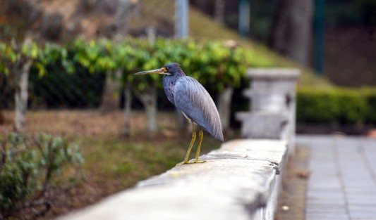 En la zona del tercer lago de esta ciudad capital todavía puedn verse garzas y otras especies de animales, las cuales eran muy comunes en este sitio, pero debido a la contaminación que persiste en el lugar se han visto disminuidas, por lo mejor es admirarlas antes de que desaparezcan.  