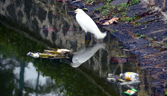 En la zona del tercer lago de esta ciudad capital todavía puedn verse garzas y otras especies de animales, las cuales eran muy comunes en este sitio, pero debido a la contaminación que persiste en el lugar se han visto disminuidas, por lo mejor es admirarlas antes de que desaparezcan.  