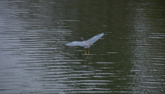 En la zona del tercer lago de esta ciudad capital todavía puedn verse garzas y otras especies de animales, las cuales eran muy comunes en este sitio, pero debido a la contaminación que persiste en el lugar se han visto disminuidas, por lo mejor es admirarlas antes de que desaparezcan.  