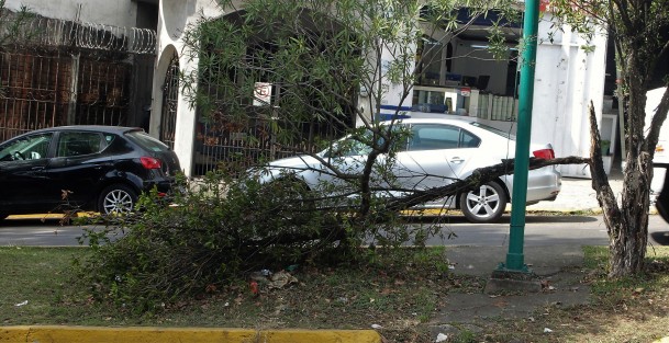 Luego de que hace unos días se viera un árbol desgajado sobre la avenida Encanto, este martes se detectó otro más en la avenida Pípila. ¿Serán los vientos de cambio que andan pegando en Xalapa? 