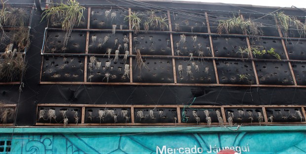 Herencias municipales en Xalapa. Calles del Centro Histórico con topes invertidos a los que no les llegó la remodelación del Centro Histórico. Y las jardineras verticales de los mercados de Elizabeth Morales. 