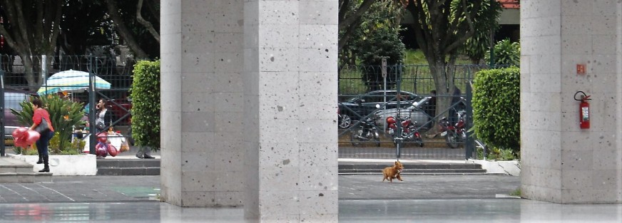 Se coló el perrito en el Palacio Legislativo. 