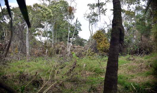 Luego de que a través de redes sociales se denunciara la deforestación en el parque La Loma, de Xalapa, Multigráfica acudió al lugar a constatar el ecocidio, el cual a decir de un vecino, realiza una persona quien se dice propietario y pretende construir un campo de entrenamiento de gotcha. 