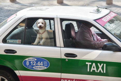 Mientras en los últimos años a muchas personas les va mal, algunos perros disfrutan de más comodidades. 
