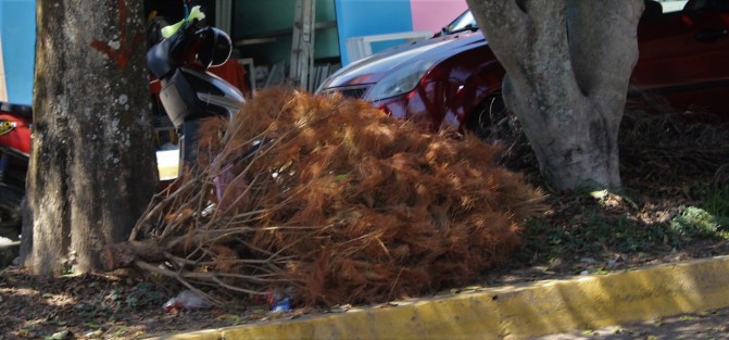 Abandonado en un camellón, en una calle x, un árbol de Navidad que no fue reciclado. Ahora a echarle la culpa a ya sabemos quien, porque no pegó el pinito.  