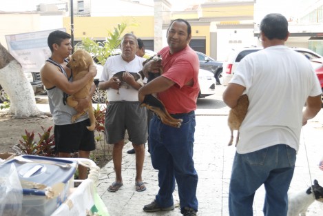 La campaña nacional de vacunación canina y felina 2018, concluye el día de mañana.  Aún hay tiempo para llevar a las mascotas al módulo ubicado en la Jurisdicción Sanitaria Número VIII, en la ciudad de Veracruz.