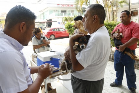 La campaña nacional de vacunación canina y felina 2018, concluye el día de mañana.  Aún hay tiempo para llevar a las mascotas al módulo ubicado en la Jurisdicción Sanitaria Número VIII, en la ciudad de Veracruz.