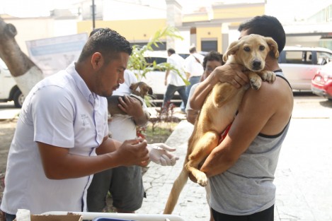 La campaña nacional de vacunación canina y felina 2018, concluye el día de mañana.  Aún hay tiempo para llevar a las mascotas al módulo ubicado en la Jurisdicción Sanitaria Número VIII, en la ciudad de Veracruz.