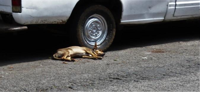 Vida de perro. 