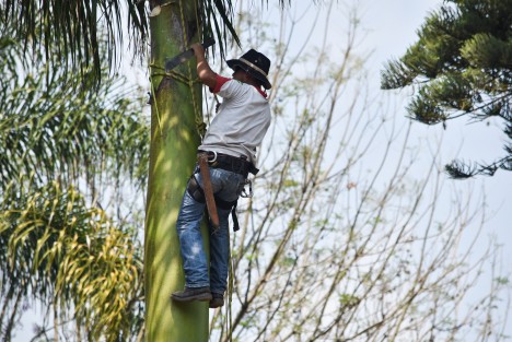 Trabajadores de parques y jardines podan árboles en el parque Juárez sin todas las medidas de seguridad y protección. Por años han realizado su labor sin casco. ¿No tendrán, no lo usan  o de plano no es necesario? 