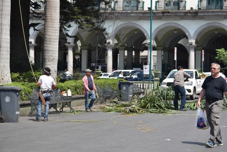 Trabajadores de parques y jardines podan árboles en el parque Juárez sin todas las medidas de seguridad y protección. Por años han realizado su labor sin casco. ¿No tendrán, no lo usan  o de plano no es necesario? 