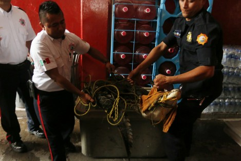 Un cocodrilo fue capturado por los bomberos municipales, cuando deambulaba sobre la carretera Veracruz- Xalapa a la altura del relleno sanitario. 