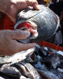 La demanda de pescado y marisco para esta Cuaresma, esto ya en el tradicional mercado La Rotonda. 
