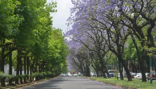 Como cada año varias avenidas de la ciudad de Xalapa se llenan de color de flores de jacaranda.  