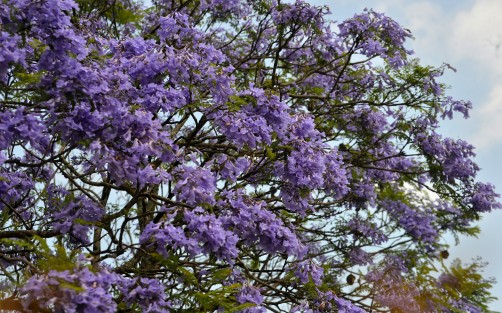 Como cada año varias avenidas de la ciudad de Xalapa se llenan de color de flores de jacaranda.  