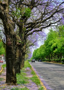 Como cada año varías avenidas de la ciudad de Xalapa se llenan de color de flores de jacaranda