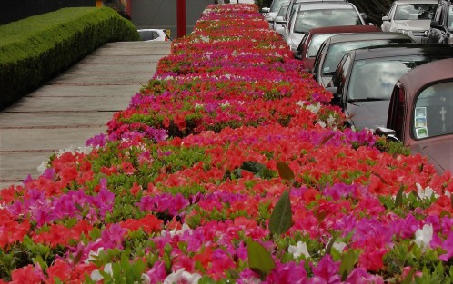 Y como de verdad florece Xalapa en primavera es envidiable para muchos lugares y chuleada por muchos visitantes; en fin Xalapa florece por siempre y sin esperanza alguna de progreso. 
